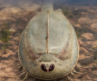 LIMNOS A Natural History of Steppe Wetlands (Trailer)